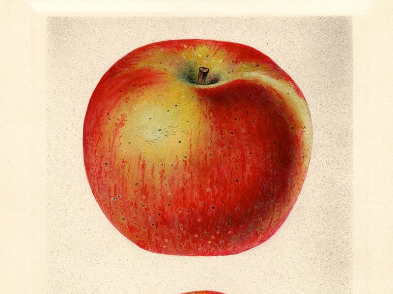 Smith's Cider apple, watercolor by Mary Daisy Arnold (1929)