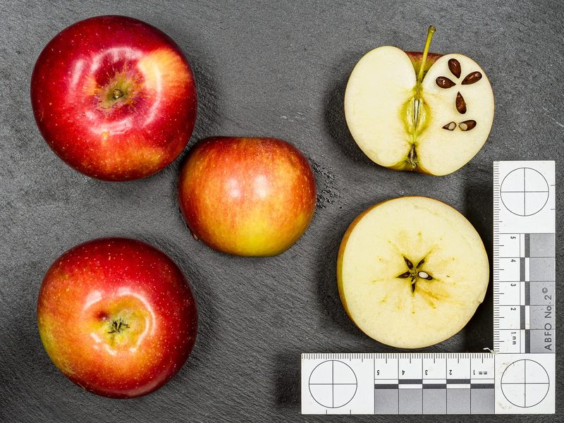 Photo of Spartan apples