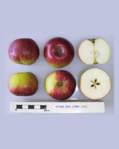 Photo of Stoke Red apples