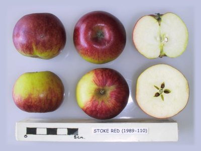 Photo of Stoke Red apples