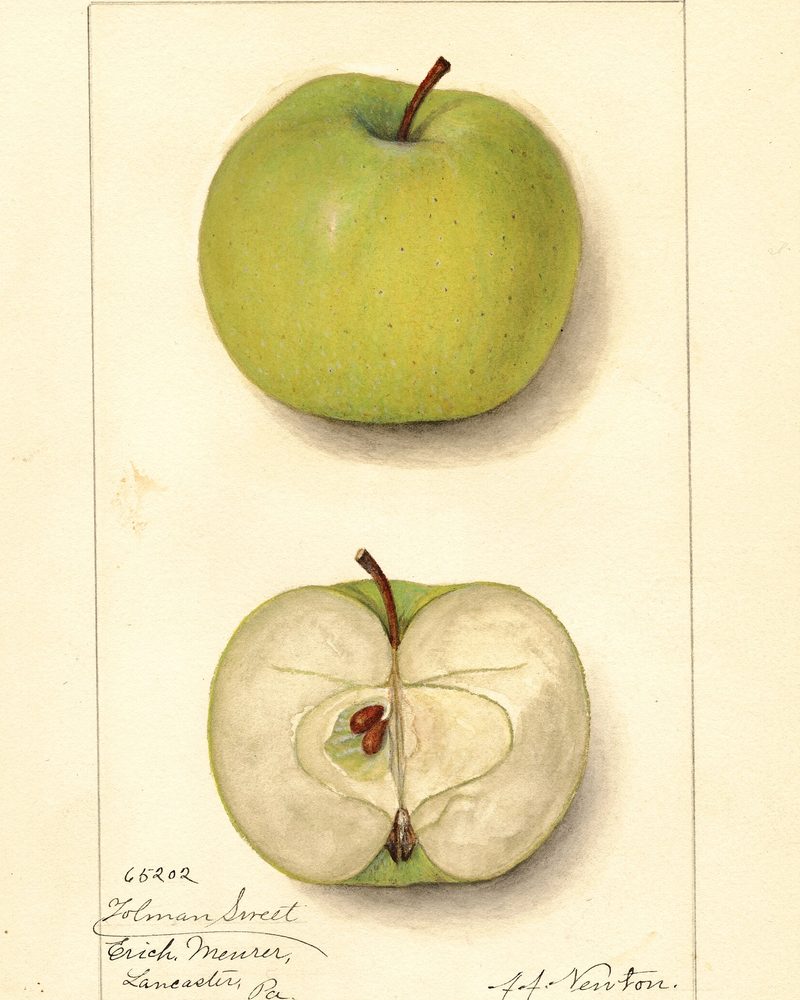 Tolman Sweet apple, watercolor by Amanda Newton (1913)