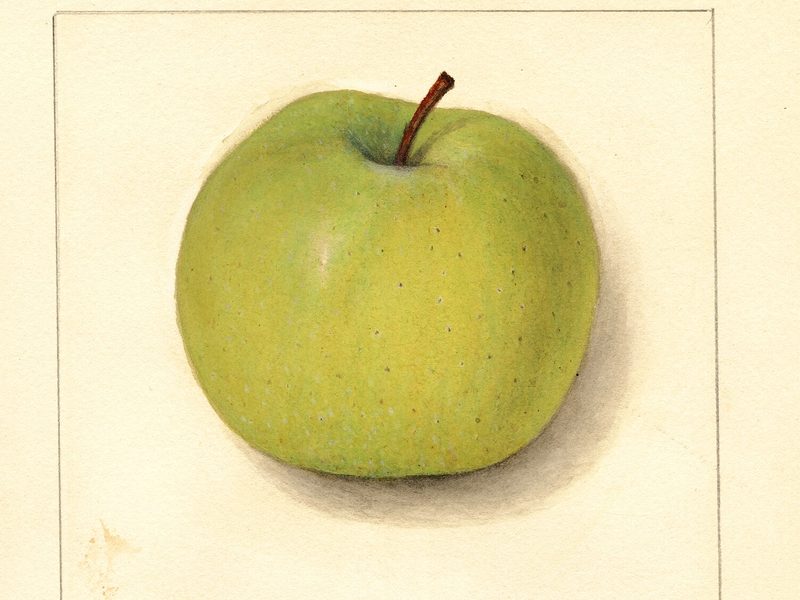 Tolman Sweet apple, watercolor by Amanda Newton (1913)