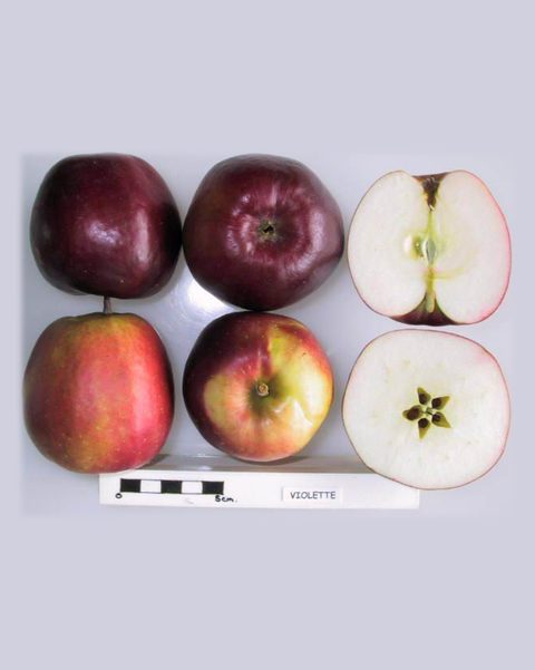 Photo of Violette apples