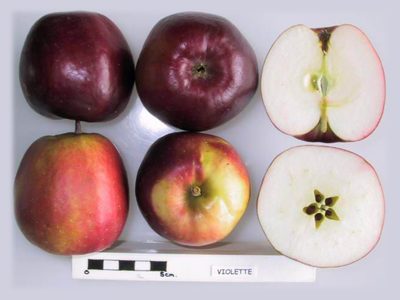 Photo of Violette apples
