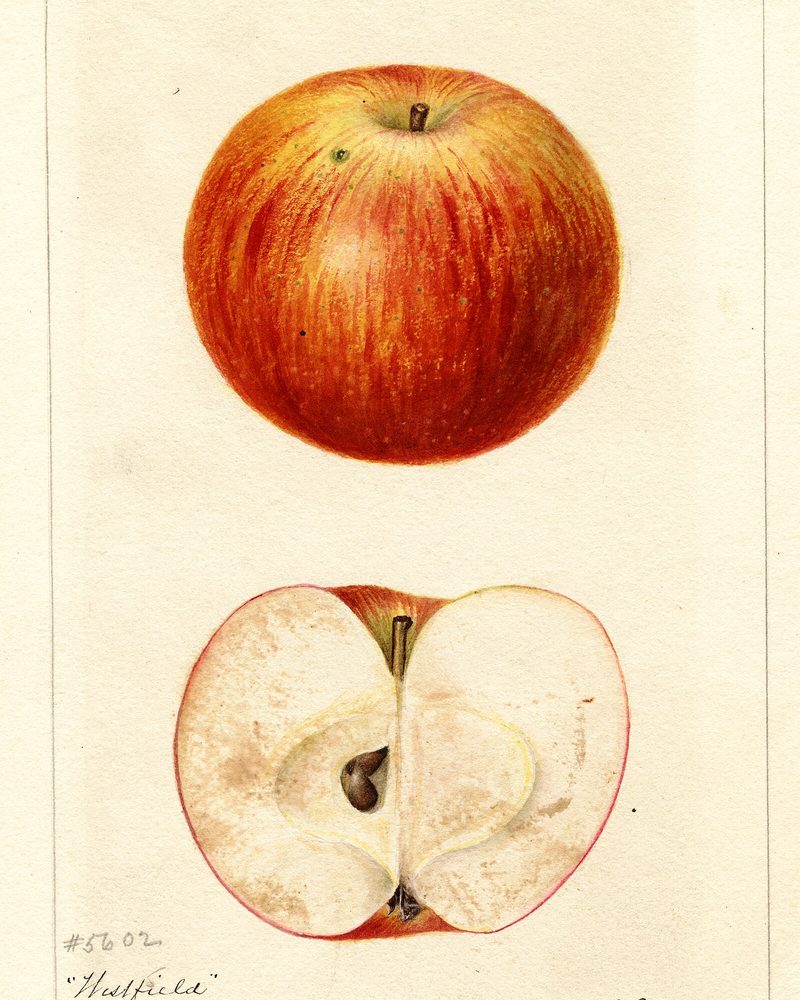 Westfield Seek-No-Further apple, watercolor by Deborah Griscom Passmore (1893)