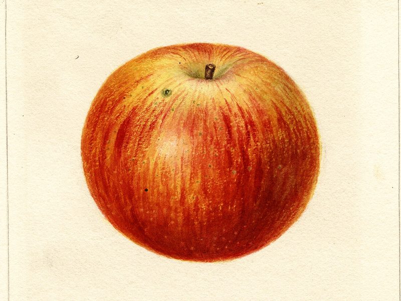 Westfield Seek-No-Further apple, watercolor by Deborah Griscom Passmore (1893)