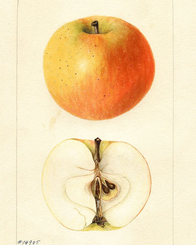 White Winter Pearmain apple, watercolor by Bertha Heiges (1898)