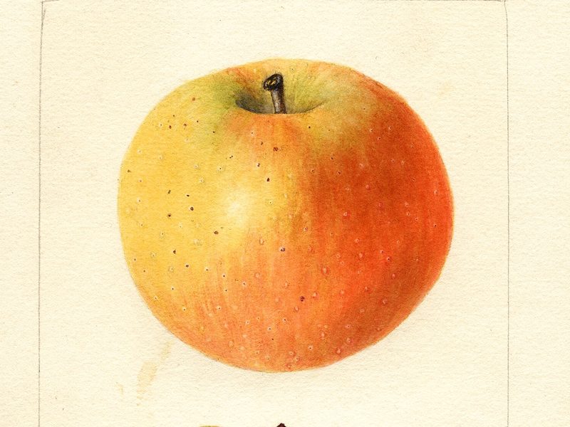 White Winter Pearmain apple, watercolor by Bertha Heiges (1898)