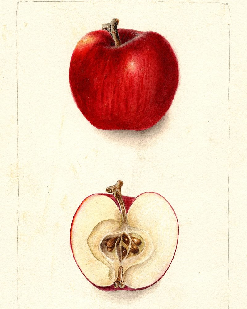Winesap apple, watercolor by Deborah Griscom Passmore (1903)