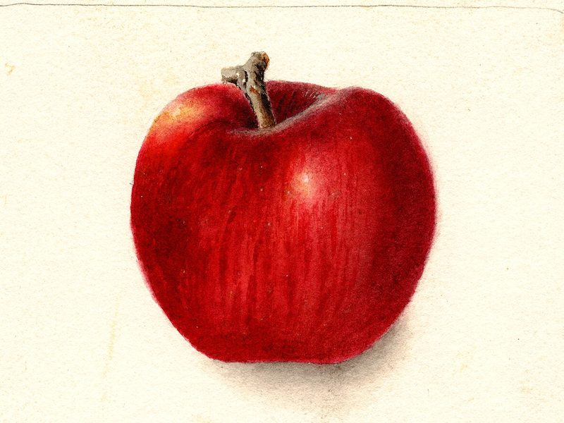 Winesap apple, watercolor by Deborah Griscom Passmore (1903)