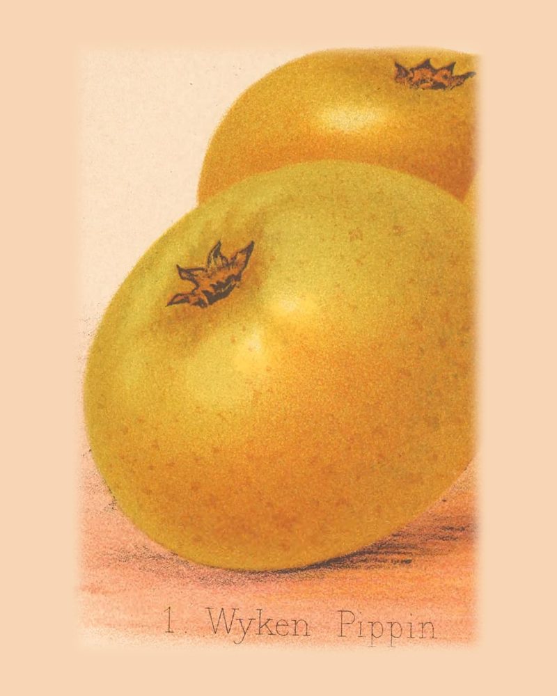 Wyken Pippin: historic illustration, The Herefordshire Pomona, vol. 2, plate LIV, fig. 1 (Woolhope Club, 1876–85)