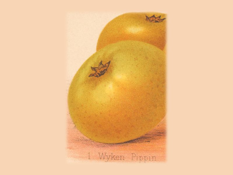 Wyken Pippin: historic illustration, The Herefordshire Pomona, vol. 2, plate LIV, fig. 1 (Woolhope Club, 1876–85)