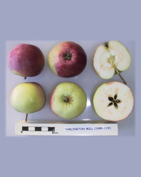 Photo of Yarlington Mill apples