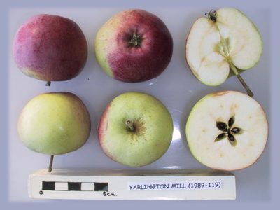 Photo of Yarlington Mill apples