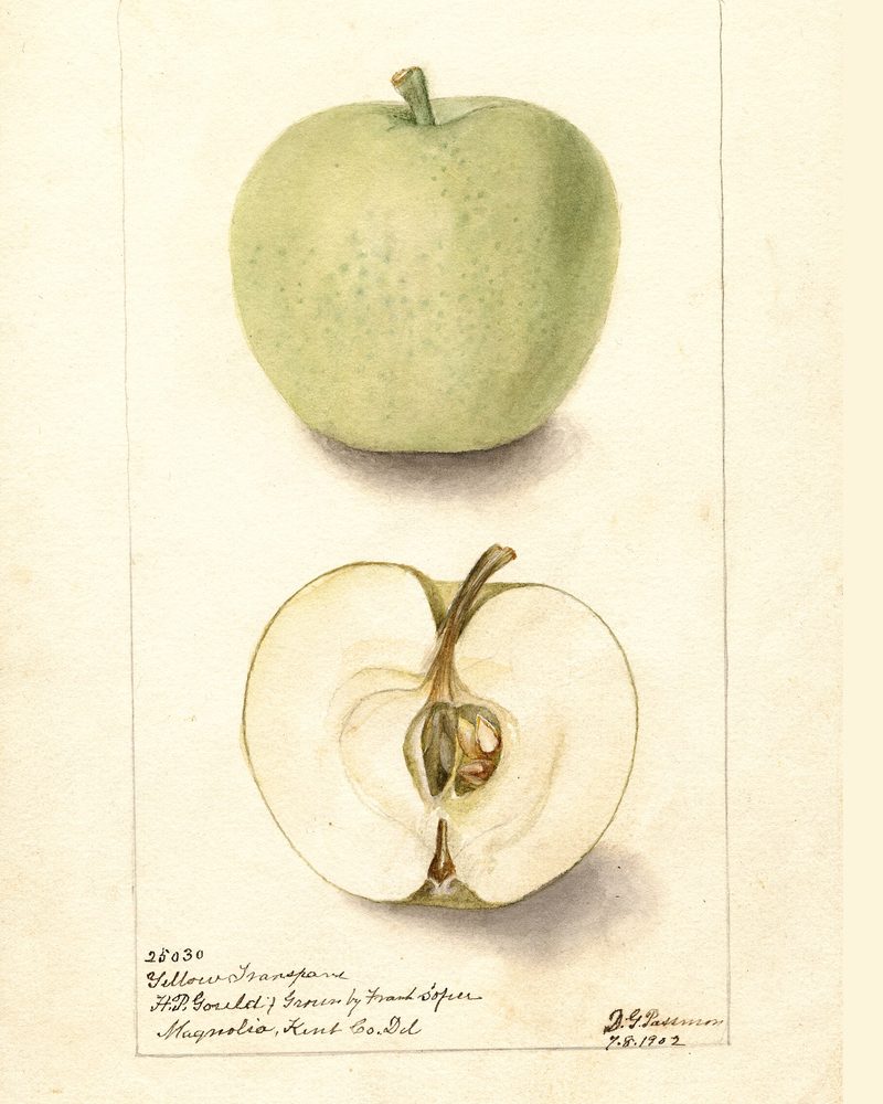 Yellow Transparent apple, watercolor by Deborah Griscom Passmore (1902)