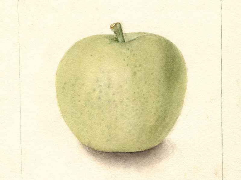 Yellow Transparent apple, watercolor by Deborah Griscom Passmore (1902)