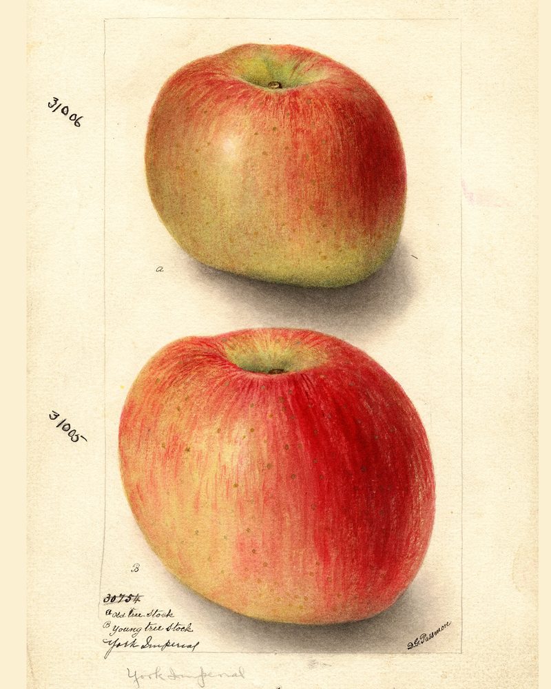 York Imperial apple, watercolor by Deborah Griscom Passmore (1904)