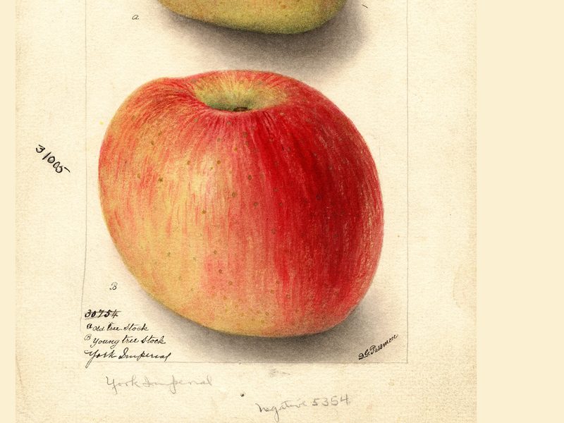 York Imperial apple, watercolor by Deborah Griscom Passmore (1904)